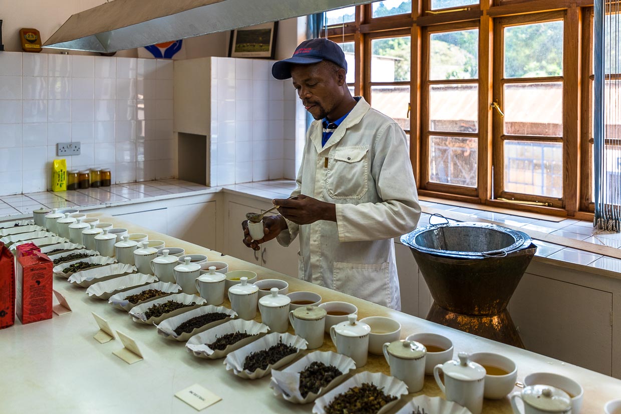 Produktionsleiter Chisomo Custom testet die frisch produzierten Teesorten von Satemwa Estate. Ein tägliches Ritual am Ende des Herstellungsprozesses / © Foto: Georg Berg