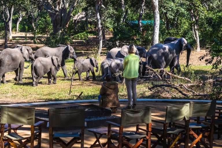 Die Wasserstelle an der Thawale Lodge im Majete Wildllife Reserve wird von einer Elefantenherde mit Jungtieren aufgesucht / © Foto: Georg Berg