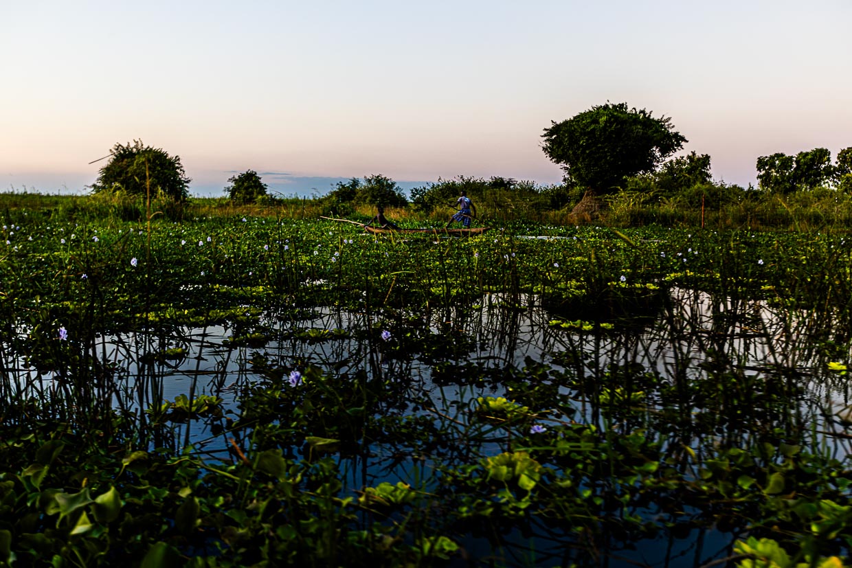 Monet’s Seerosen auf afrikanisch. Bevor die Boote den Shire Fluss erreichen, müssen sie durch ein Geflecht aus Wasserpflanzen manövrieren / © Foto: Georg Berg