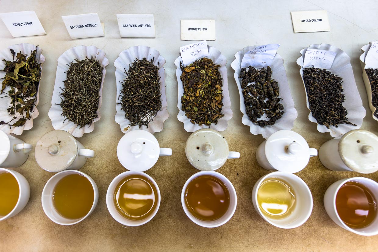 Teeverkostung Satemwa Estate. Es werden 27 unterschiedliche Teesorten produziert und qualitätsgeprüft / © Foto: Georg Berg