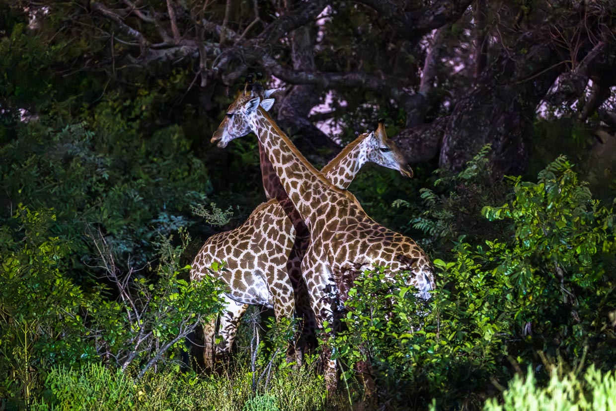 Giraffen in der Abenddämmerung im Majete Wildlife Reserve, Malawi / © Foto: Georg Berg