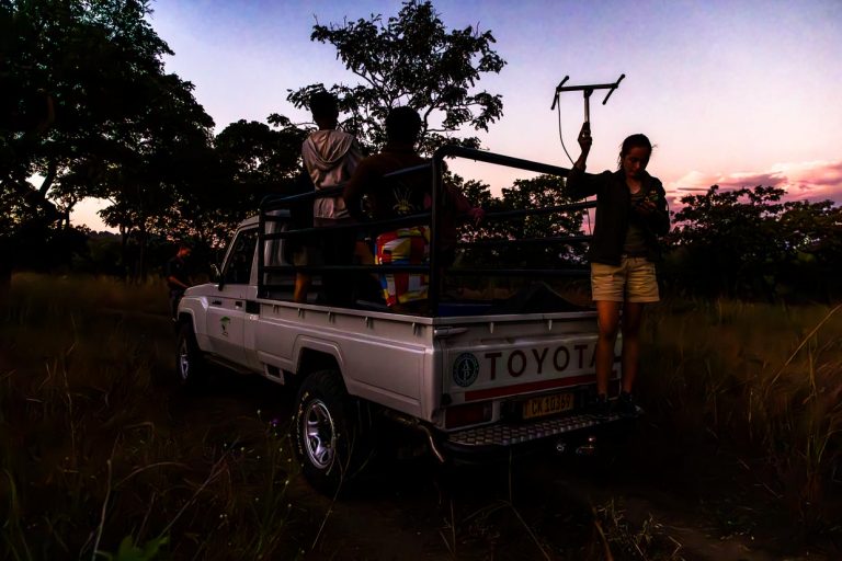 Mit einer Antenne peilt eine Volunteer Monitoring Managerin im Majete Wildlife Reserve nach der Löwin, die ein neues Funkhalsband bekommen soll / © Foto: Georg Berg
