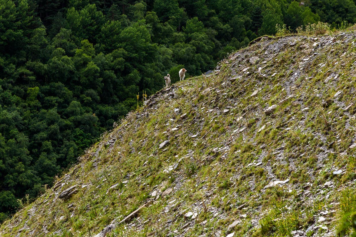 Die Begegnung mit Hunden ist für Wanderer in Georgien oft mit erhöhtem Puls verbunden, denn die kaukasischen Hirtenhunde verteidigen ihre Herde äußerst aggressiv auch gegen Wölfe / © Foto: Georg Berg