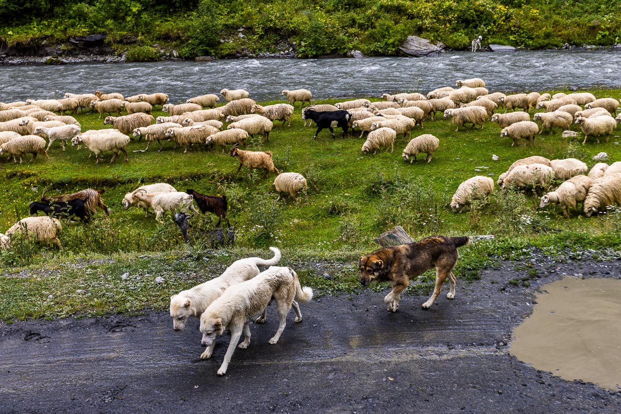 In Tuschetien werden Schafherden von Ziegen geführt und von Hunden bewacht. Auch auf der anderen Seite eines Flusses können Wölfe eine Gefahr darstellen / © Foto: Georg Berg