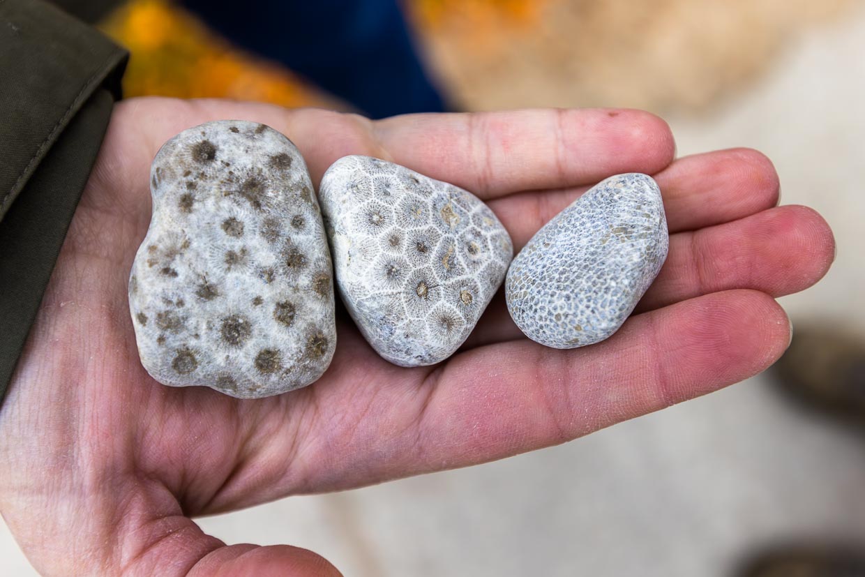 Petoskey Steine wurden erstmals im Ort Petoskey, Michigan gefunden. Auch am Strand von Charlevoix findet man den Stein, der aus versteinerten Korallenskeletten besteht. Feuchtet man den Stein an, so wird ein wabenförmiges Muster sichtbar / © Foto: Georg Berg