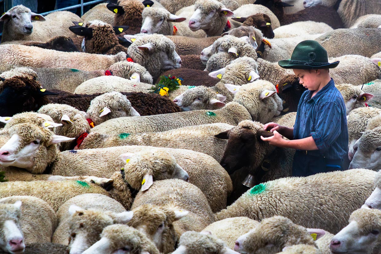 Schafscheid in Jaun. Die Schafe werden nach der Ankunft im Dorf in provisorische Gatter gesperrt. Ein Junge sucht in der Herde nach den Schafen, die seiner Familie gehören / © Foto: Georg Berg
