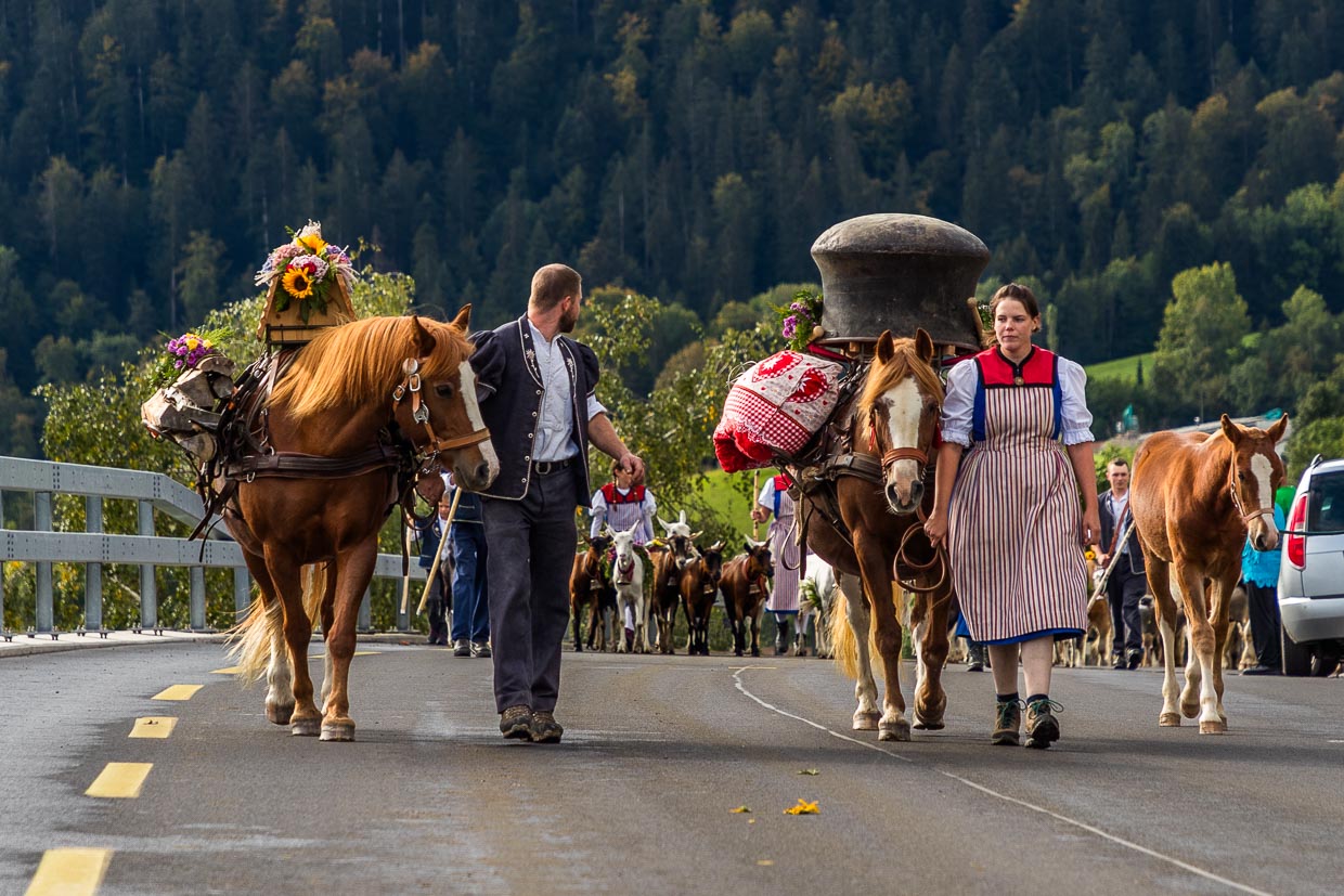 Auch Pferde verbringen den Sommer auf der Alp. Hier trägt ein Pferd einen großen Kessel von der Käsealp hinab ins Tal / © Foto: Georg Berg