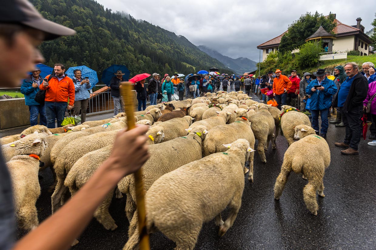 Die Schafscheid ist das Fest nach dem Alpabzug der Schafe von der Sömmerung (dem Sommeraufenthalt auf der Alpe). Es wird jedes Jahr an einem Montag im September in Jaun (Schweiz) gefeiert / © Foto: Georg Berg