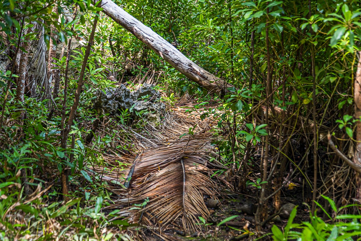 Auf der unbewohnten Insel Pana Wara Wara sind Wege mit Palmwedeln gedeckt / © Foto: Georg Berg