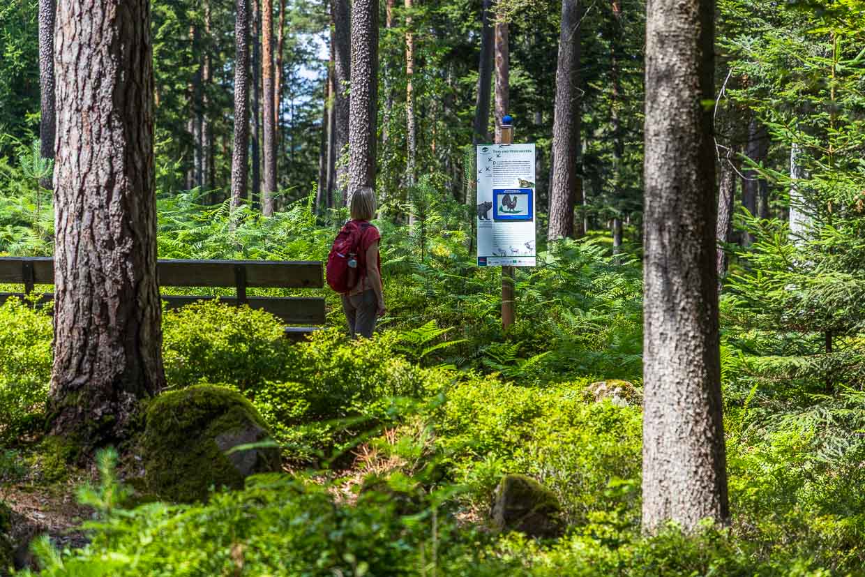 Blaubeerpfad bei Enzklösterle unterhält mit Tipps und Rezepten rund um die Waldheidelbeere. Das „Heidelbeerdorf“ im Nordschwarzwald ist berühmt für seine wildwachsenden Heidelbeersträucher in den umliegenden Tannenwäldern und veranstaltet jedes Jahr eine Heidelbeerwoche mit Fest und Wanderungen auf dem 12,7 km langen Heidelbeerweg / © Foto: Georg Berg