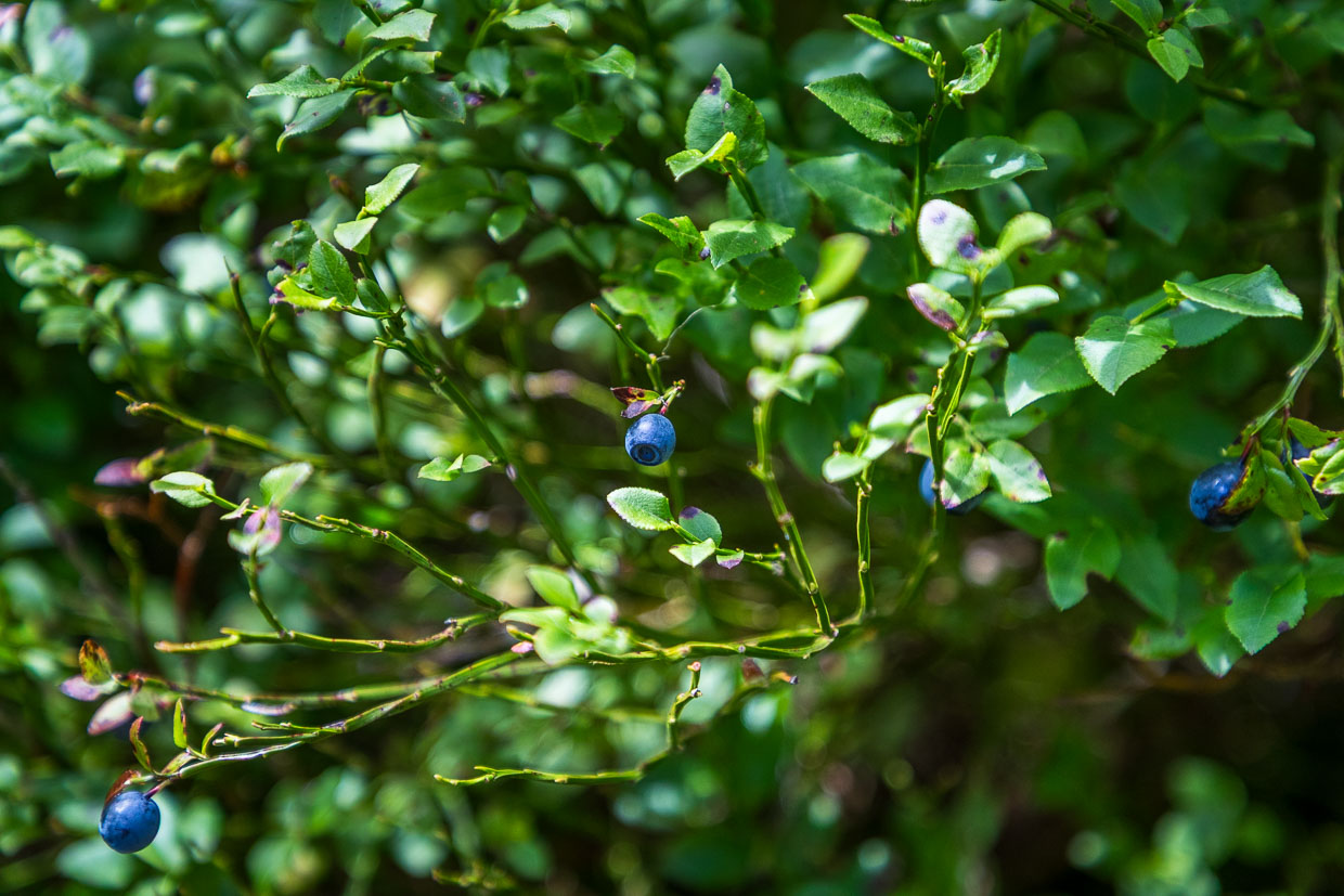 Waldheidelbeeren an einem Strauch. Die Pflück- und Erntezeit für Waldheidelbeeren im Schwarzwald liegt meist zwischen Anfang Juli und Ende August. Abhängig von Wetter und Höhenlage können die vollreifen Beeren bis Anfang September gesammelt werden / © Foto: Georg Berg