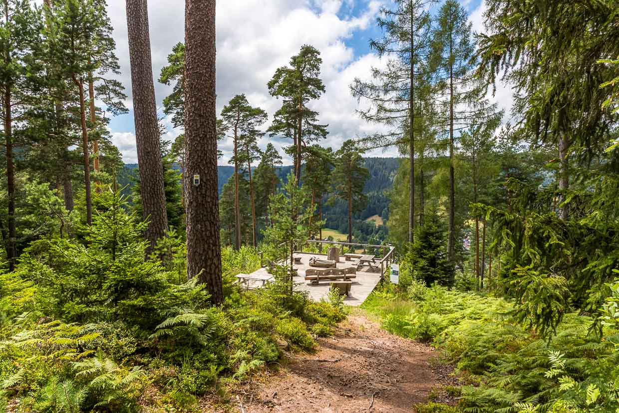 Heidelbeerplattform am 12,7 km langen Premiumwanderweg „Heidelbeerweg“, der durch moosbewachsene Felslandschaften und Heidelbeerfelder führt. Thementafeln am Weg informieren außerdem über die Heidelbeere und ihre Bedeutung in der Region / © Foto: Georg Berg