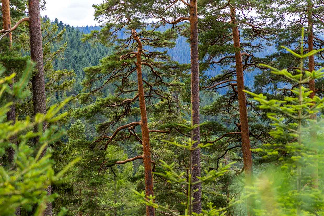 Mischwald aus Fichte, Weißtanne und Buche, ergänzt durch Kiefern. Diese Baumarten bilden die zentrale natürliche Waldstruktur im Nordschwarzwald / © Foto: Georg Berg