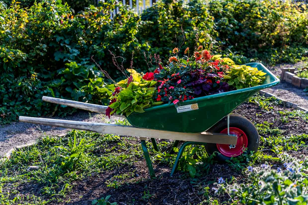 The allotment garden settlement called Rothoffska Koloni in the former Zidadelle of Landskrona / © Photo: Georg Berg
