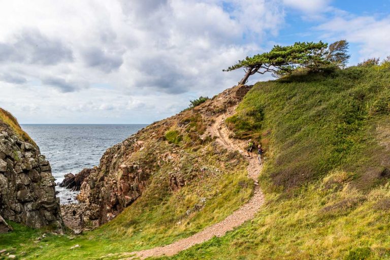Der Küstenweg im Naturreservat Kullaberg windet sich hoch zu einer markanten freistehenden und vom Wind gebeugten Kiefer / © Foto: Georg Berg