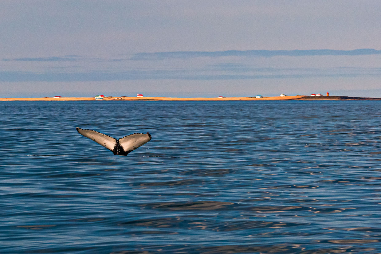 Höhepunkt des Whale Watchings ist die beim Abtauchen eines Buckelwals an der Unterseite weiße Heckflosse. Im Hintergrund ist die nur im Sommer besiedelte Insel Flatey zu sehen / © Foto: Georg Berg