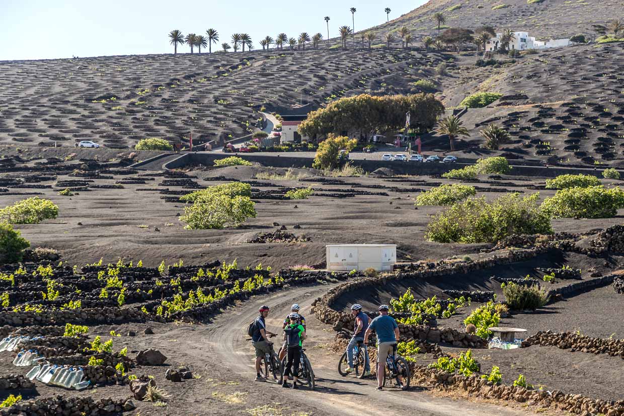 Tourists explore the wine-growing region of La Geria on bicycles / © Photo: Georg Berg