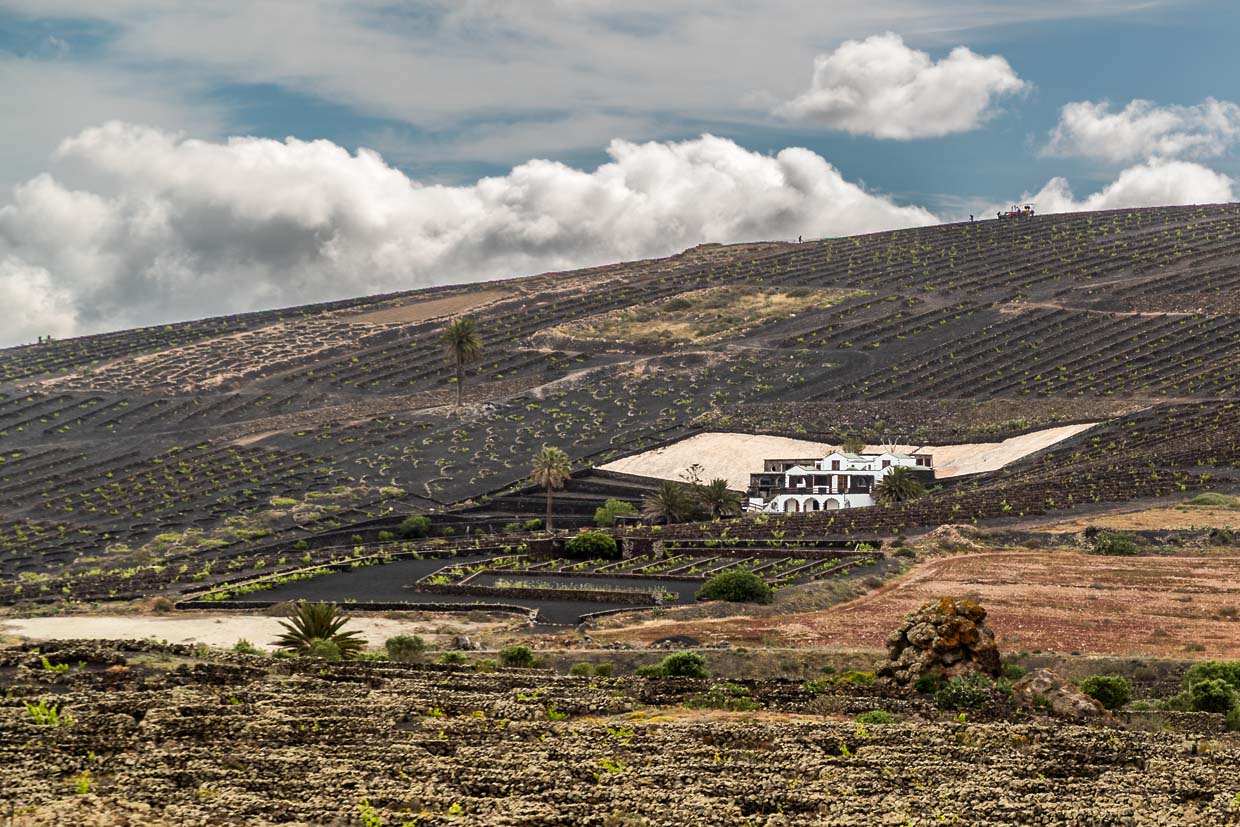 Vineyards on Lanzarote. The light-colored area behind the house catches the rainfall in a cistern / © Photo: Georg Berg