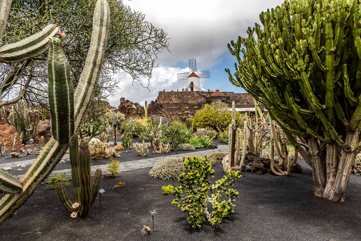 The cactus garden El Jardín de Cactus on Lanzarote is home to around 4,500 species of cacti from five continents. It was designed by César Manrique and is laid out in a former landfill site as a terraced amphitheater with lava stone walls / © Photo: Georg Berg