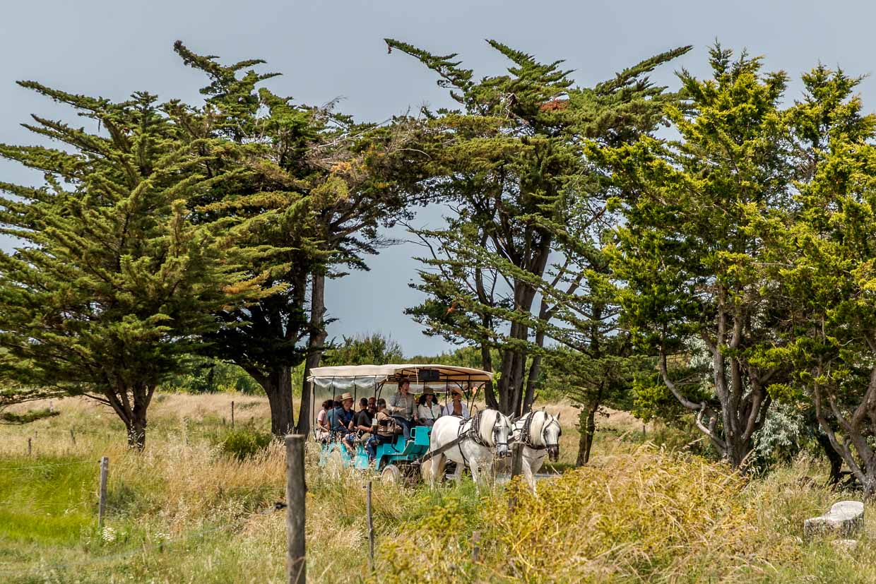 Horse-drawn carriage with tourists on the car-free island of Aix / © Photo: Georg Berg
