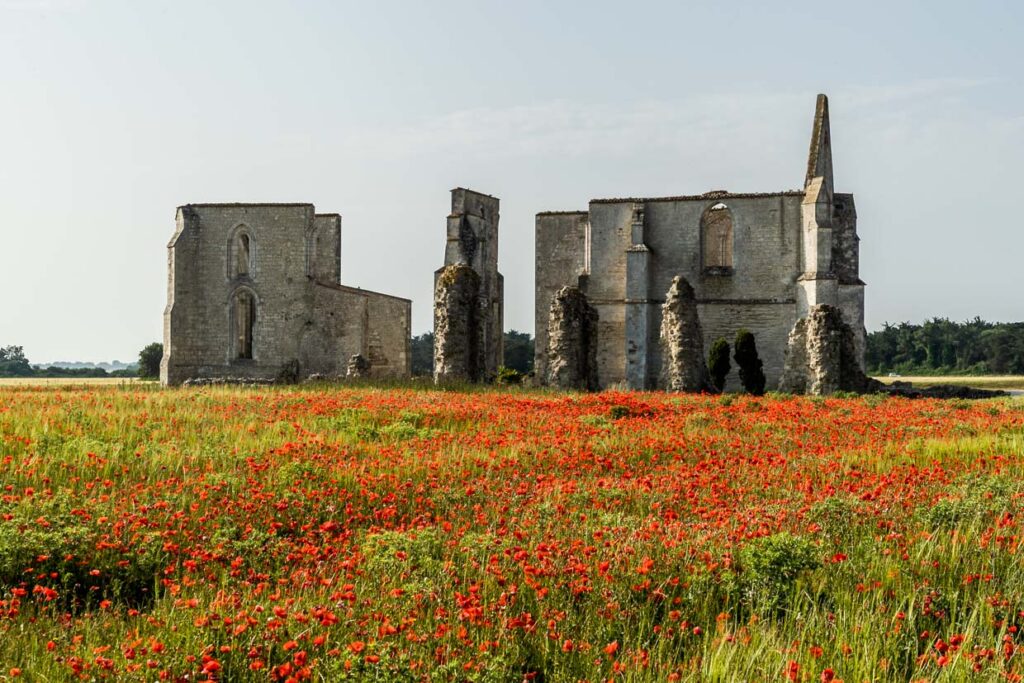 Monastery ruins on the Ile de Ré in the midst of flowering poppies / © Photo: Georg Berg