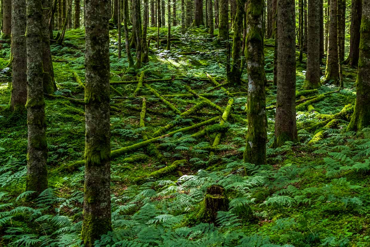 „Spillikins“ von Yvonne Christen Vágner. Die Schweizerin legt eine Ansammlung von moosigen Ästen und Baumstämmen auf den Waldboden, jeder ist mit einem anderen verbunden und doch wirkt es wie zufällig. Welche Äste wurden verschoben, welche lagen schon früher an diesem Ort? Landart Pfad Gerschnialp in Engelberg 2025 / © Foto: Georg Berg