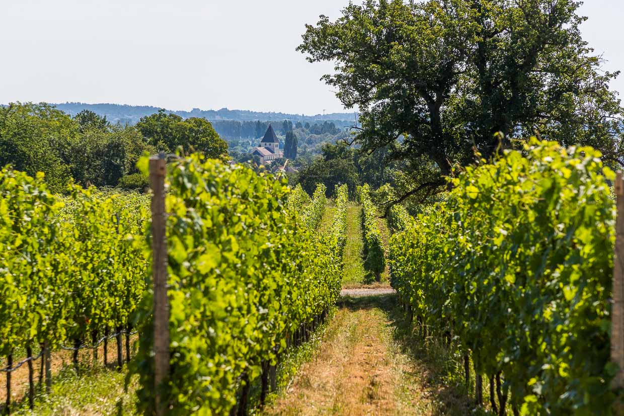 Weinanbau hat auf der Insel Reichenau eine über 1200-jährige Tradition, die eng mit der Klostergeschichte verknüpft ist. Der erste Rebstock wurde im 9. Jahrhundert von Mönchen gepflanzt. Heute wächst auf insgesamt 22 Hektar hauptsächlich Müller-Thurgau / © Foto: Georg Berg