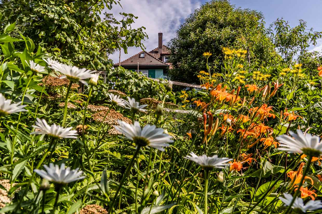 Sommerblumen am Hang im Hintergrund das Mia-und-Hermann-Hesse-Haus. Erbaut 1907 im Schweizer Landhausstil nach den Vorstellungen von Mia Hesse und den Plänen des Basler Architekten Hans Hindermann, einem Verwandten von Mia Hesse. Die heutige Eigentümerin Eva Eberwein organisiert und begleitet Führungen im Haus und im Garten, hält Vorträge zur historischen Einordnung von Hesses Zeit in Gaienhofen und beteiligt sich an Film- und Veranstaltungsformaten vor Ort / © Foto: Georg Berg