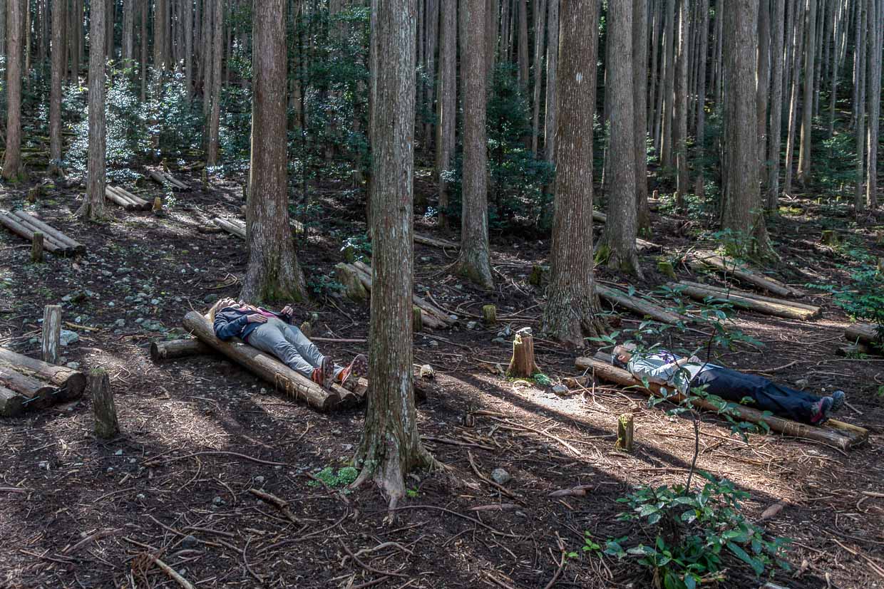 Waldbaden auf dem Kumano Kodo bei Mizunomi-oji. Liegen aus Holzstämmen oberhalb des Pilgerwegs laden zum Waldbaden ein / © Foto: Georg Berg