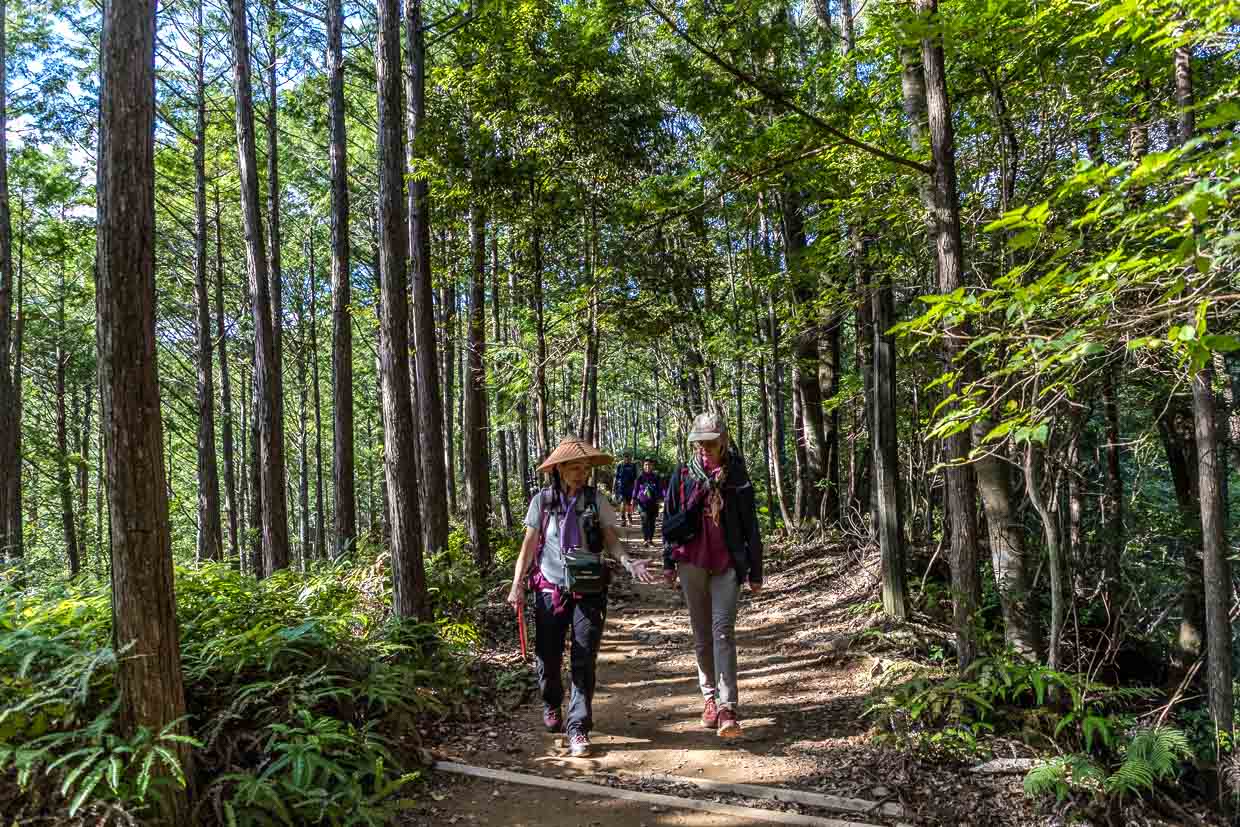 Guide mit Minachi-Gasa Hut, einer traditionellen Kopfbedeckung aus der Heian-Zeit. Die kegelförmigen Hüte werden aus Rinden-Streifen der japanischen Hinoki-Zypresse geflochten, Kumano Kodo / © Foto: Georg Berg