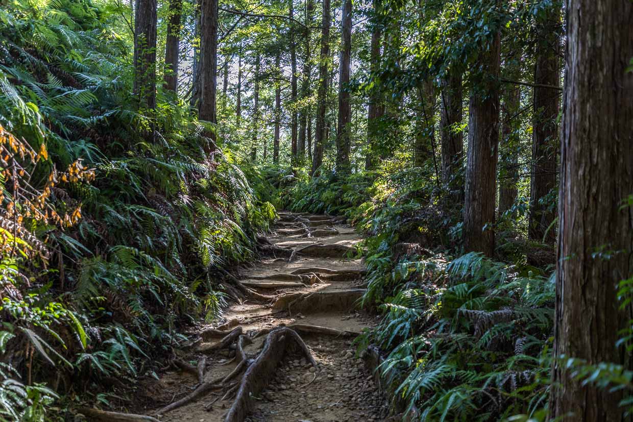 Pfad auf dem Kumano Kodo übersät mit den Wurzeln der alten Zedern und Zypressenbäume / © Foto: Georg Berg