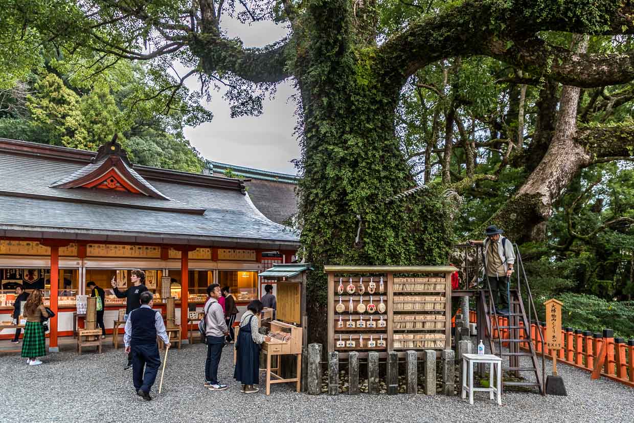 Am Shinto-Schrein Kumano Nachi-Taisha in Wakayama werden allerlei Omamori, japanische Glücksbringer angeboten. Hier hängen „Ema“, Holztäfelchen mit einem persönlichen Wunsch, direkt unter dem heiligen Kampferbaum am Kumano Nachi Taisha Schrein / © Foto: Georg Berg