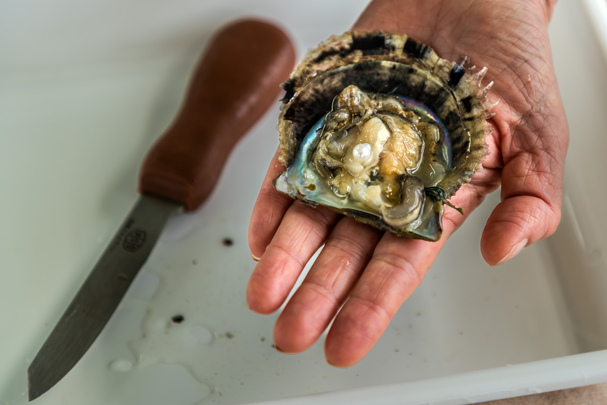 Hand präsentiert frisch geöffnete Auster mit Perle in Shima, Japan