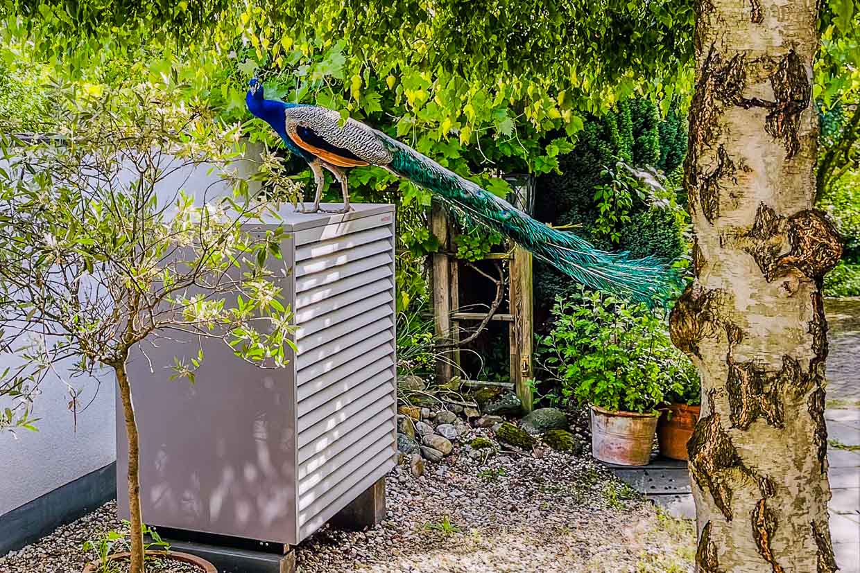 Ein prächtiger Pfau thront auf einer grauen Außeneinheit im Garten Auf der Schanze, Grevenbroich, Germany