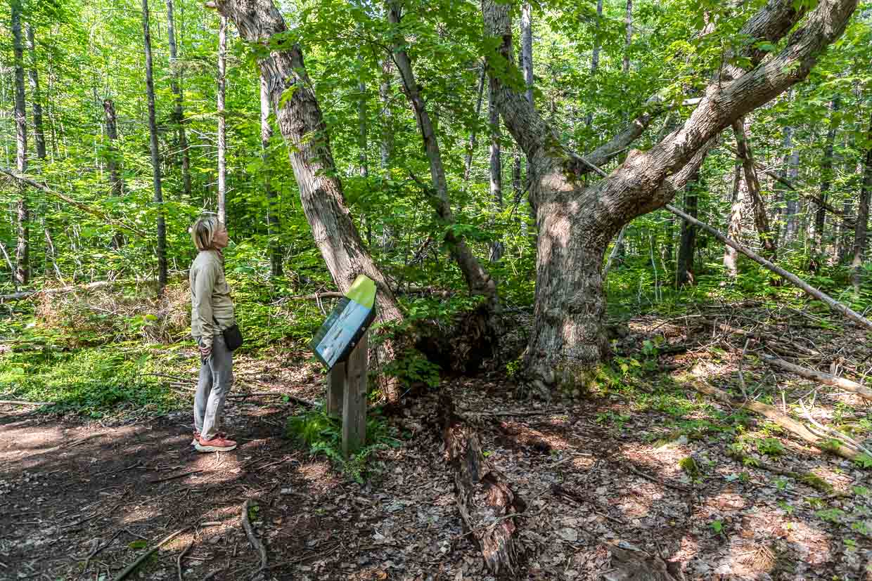 Pfad mit Lehrtafeln im Grande Anse Valley über die Entdeckung des Ahornsafts im Cape Breton Highlands National Park. Die Tafeln erzählen die Legende nach Mary Louise Bernard, eine Mi’kmaw aus der Wagmatcook First Nation