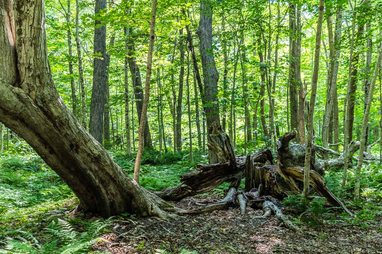 Umgestürzter Baum mit Wurzeln im Wald am Lone Shieling, Cape Breton Highlands National Park, Canada
