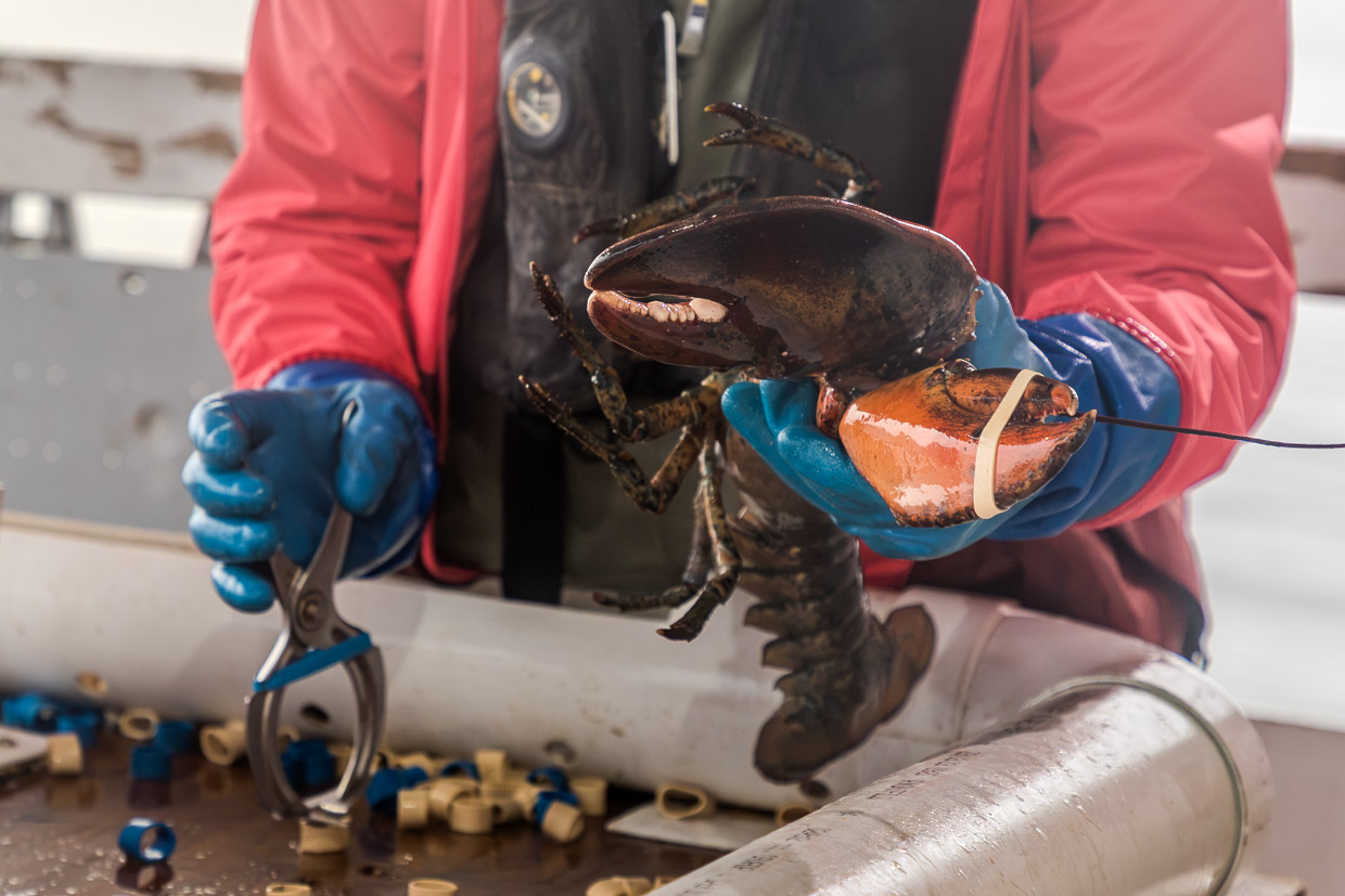 Fischer hält Hummer mit Gummiband am Schwanz auf einem Boot in Canada