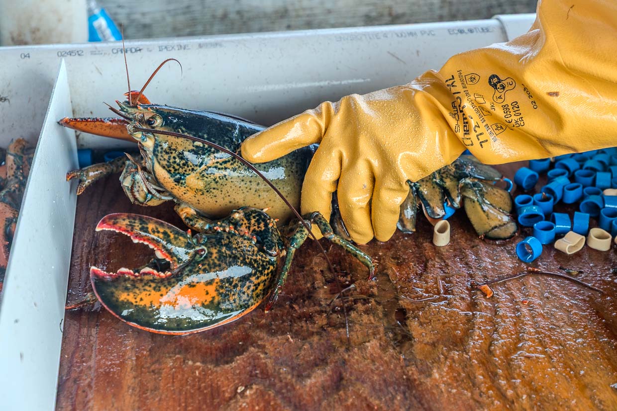Gelbe Handschuhe halten Hummer auf Black Head Road, Englishtown, Canada
