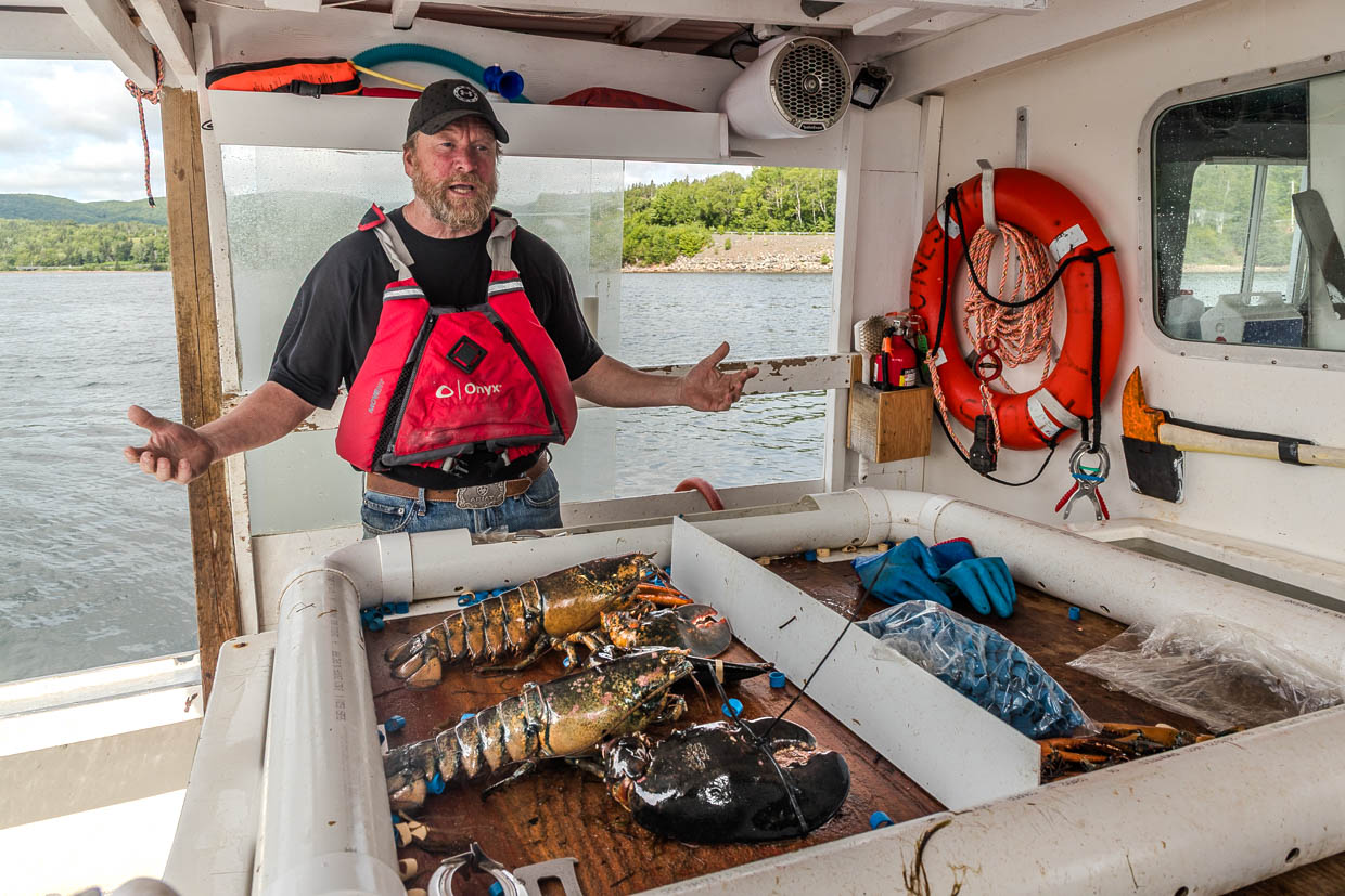 Fischer präsentiert Hummer auf einem Boot am Cabot Trail, Goose Cove, Canada