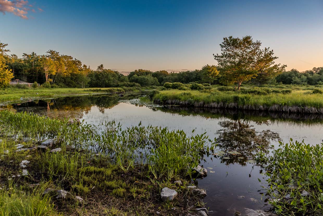Sumpflandschaft mit Bäumen und Wasser am Abend an der Frotten Road, Argyle Municipal, Canada
